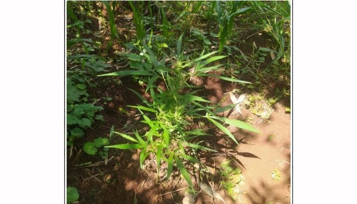 Virmond - PM encontra plantação de maconha na Linha Restinga 